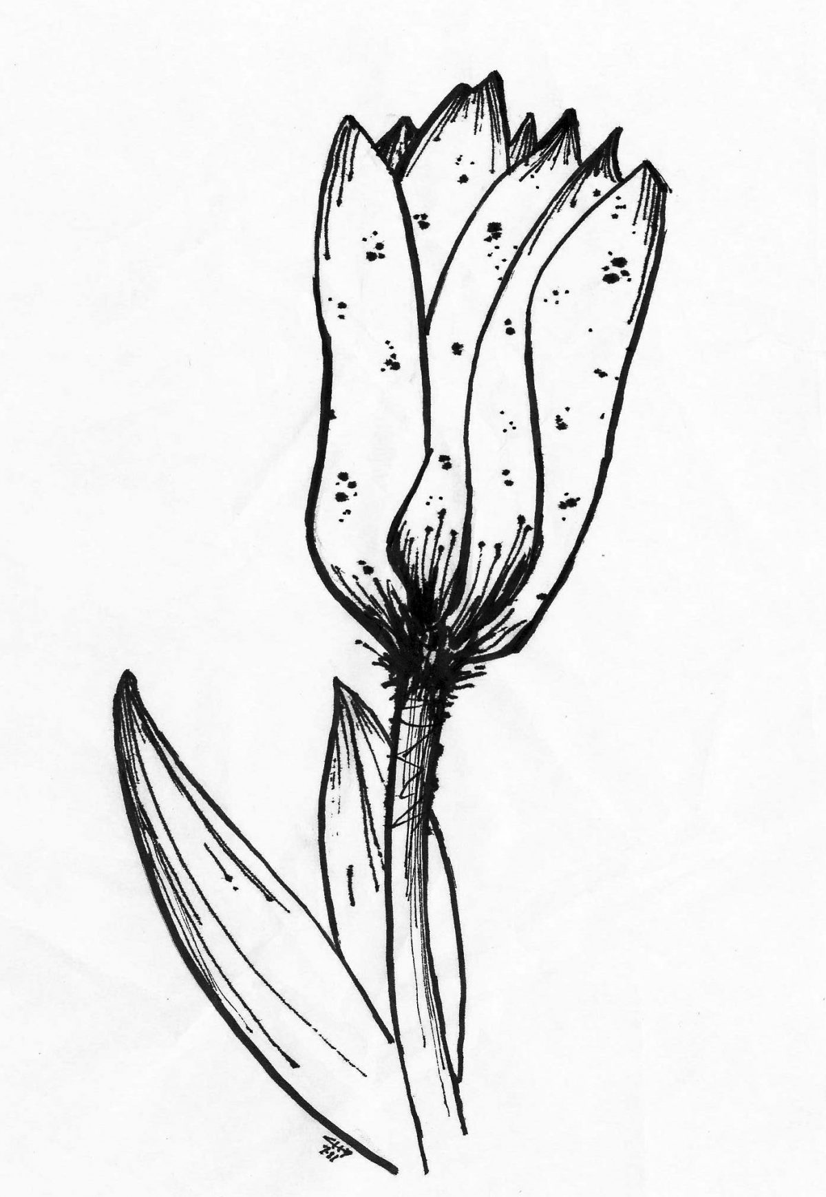 Flower - Pen on paper, 13x18cm, paper, illustration, ch3