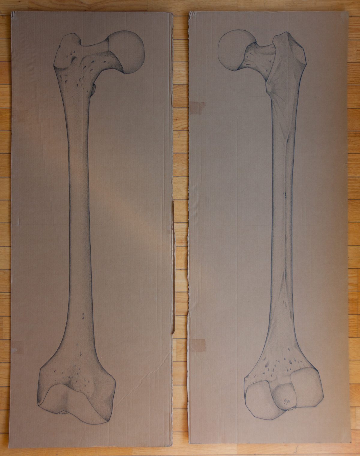 Right Femur - 124x47cm markers on containerboard, ch3, cardboard