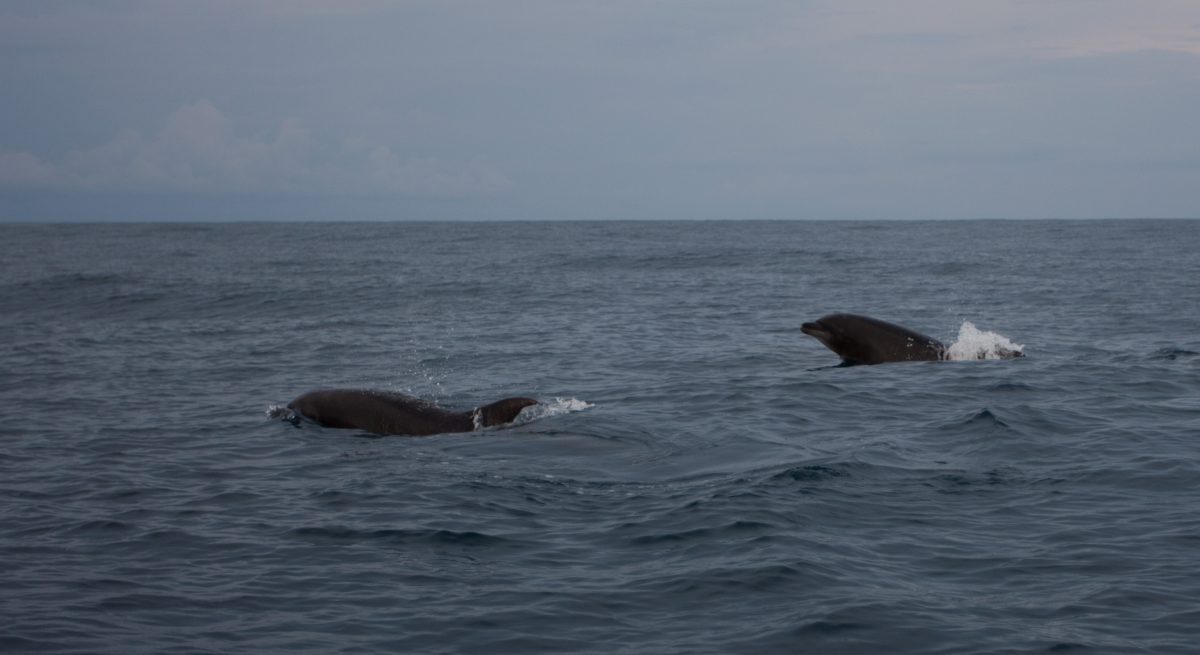 Dolphins - At Puerto Escondido, sea, dolphin, fish