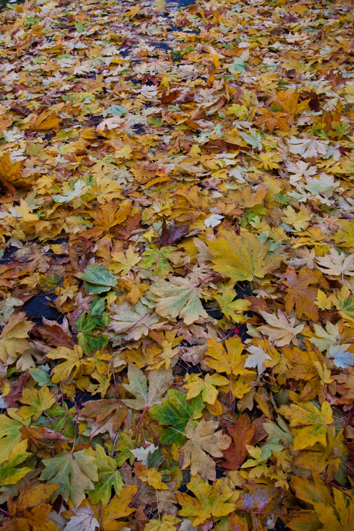 Leaf blanket, leaf, autumn
