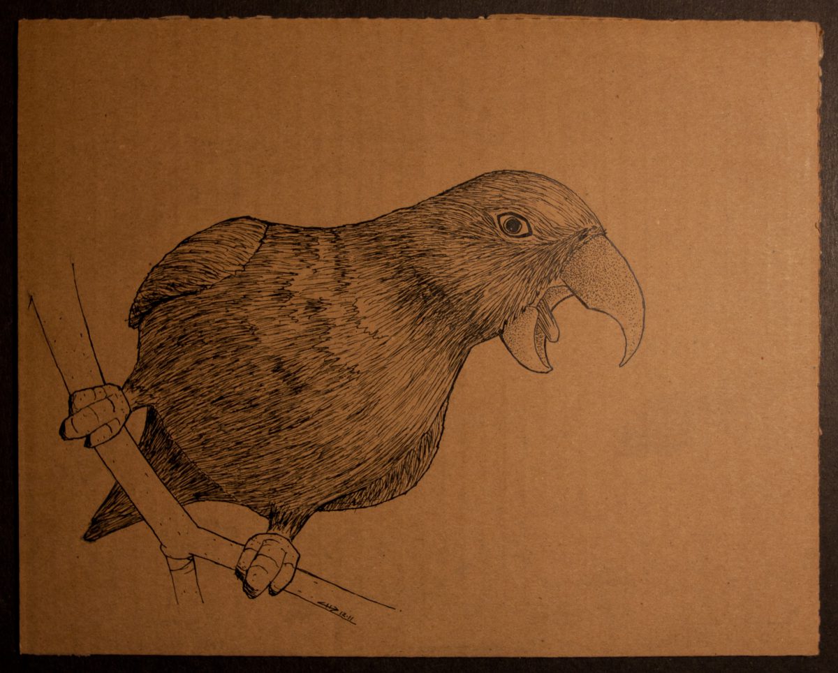 Screaming Bird - 25x19cm, ink on cardboard, ch3, cardboard, ink