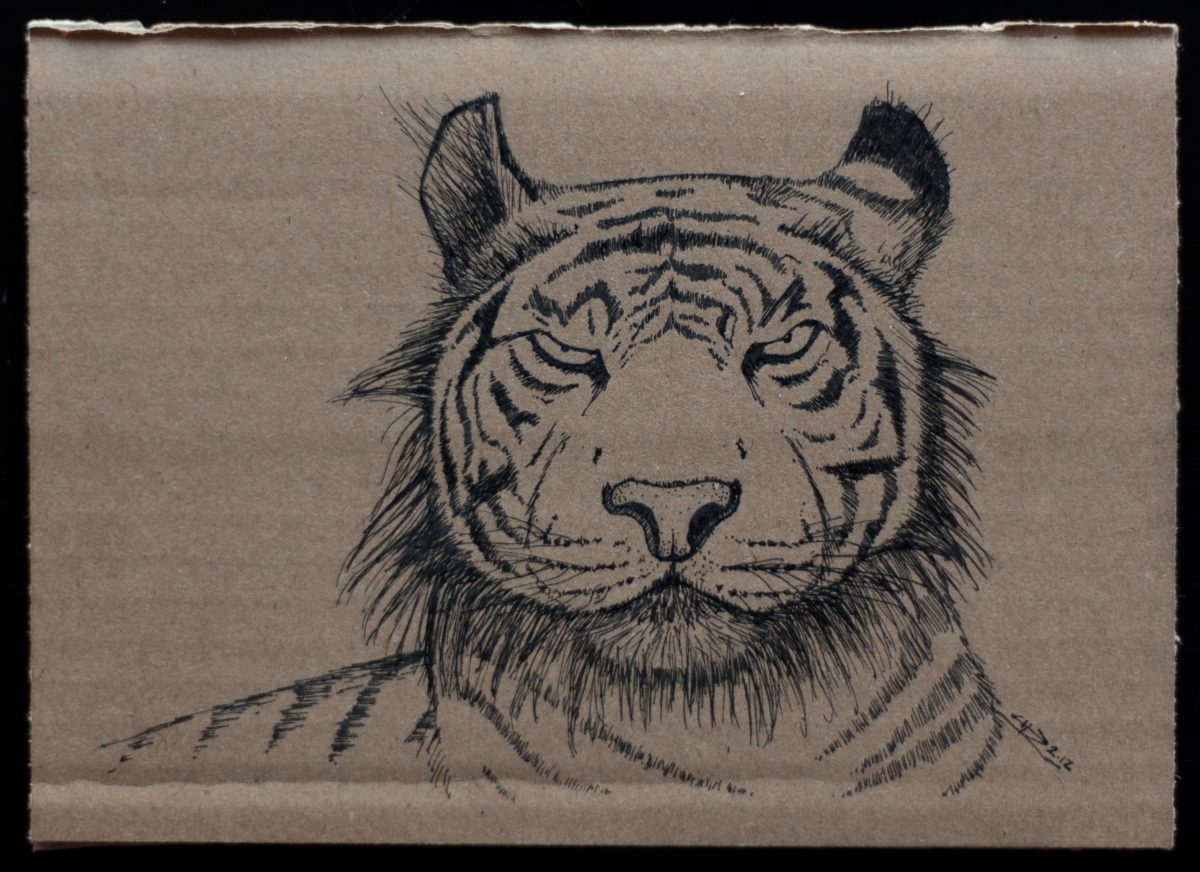 Tiger - 18x13cm, ink on cardboard, ch3, cardboard, ink