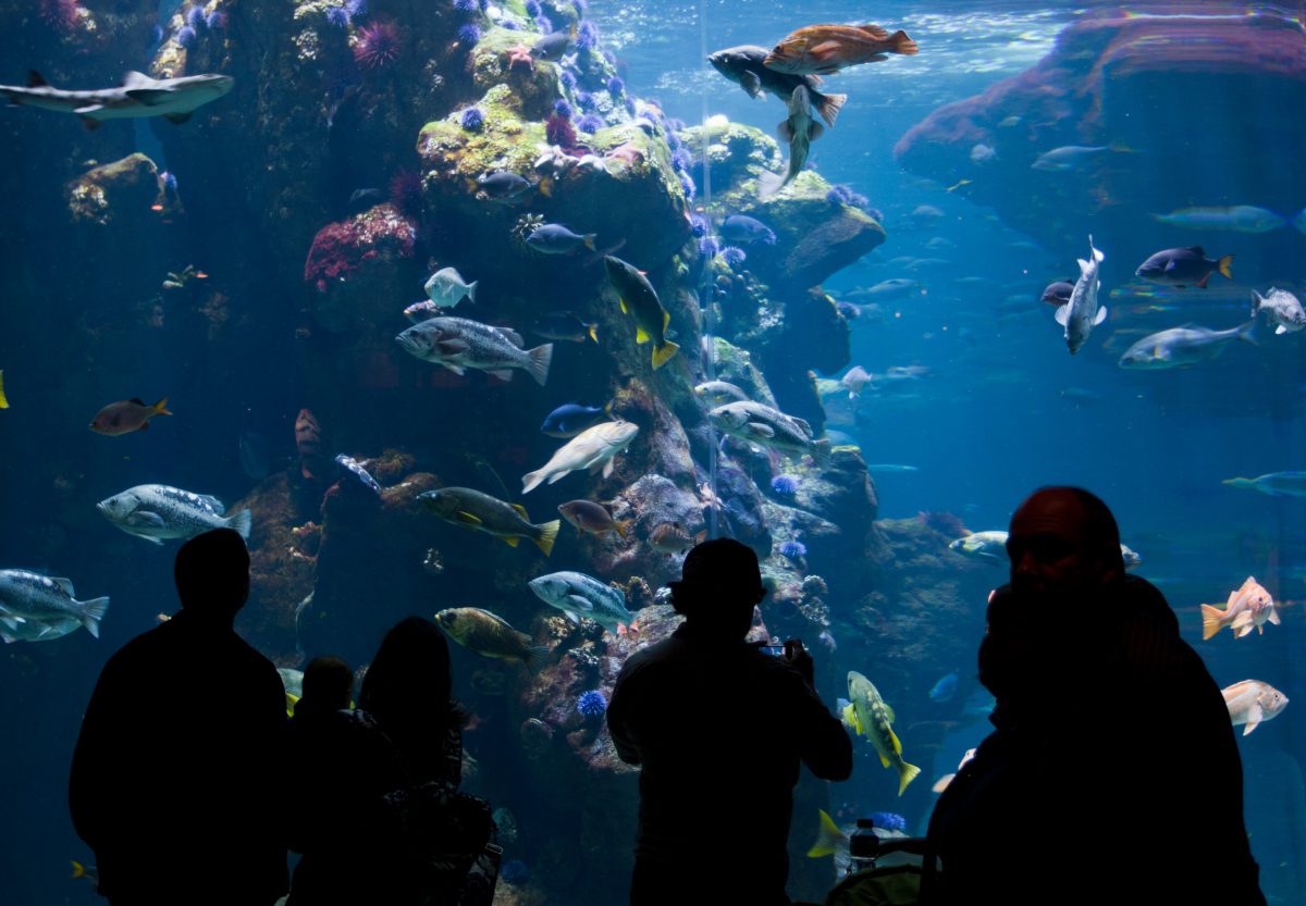 Aquarium - At California Academy of Science, aquarium, fish