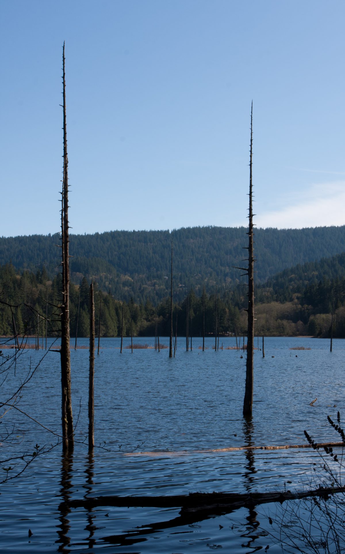 lake, forest, dead