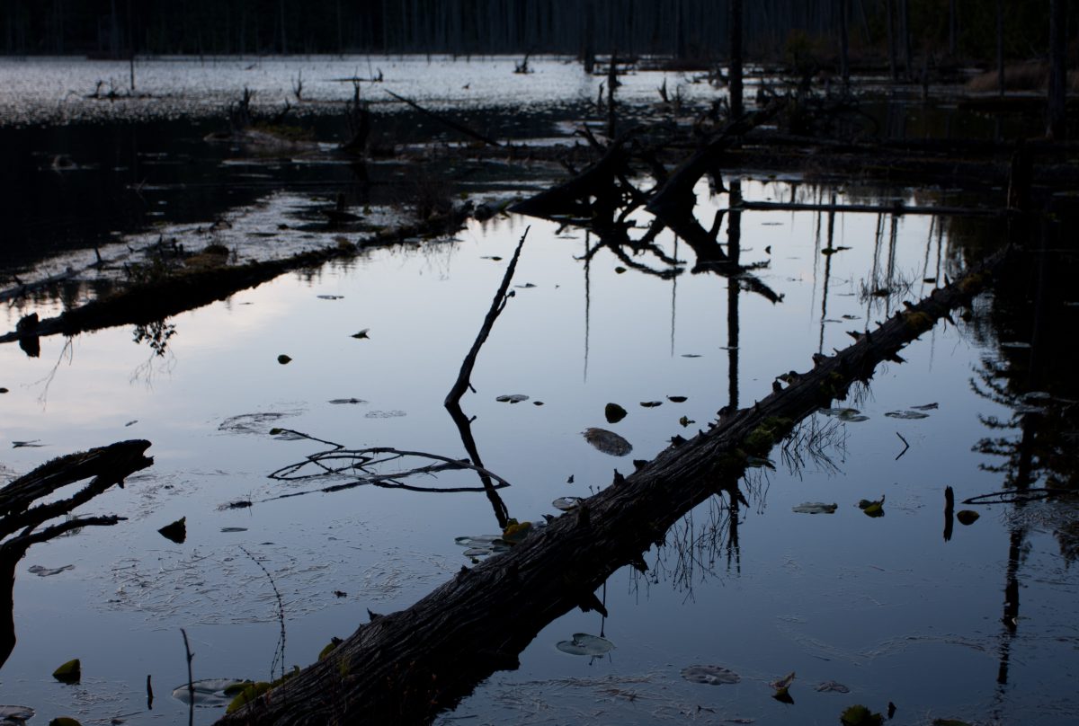 lake, forest, dead, tree