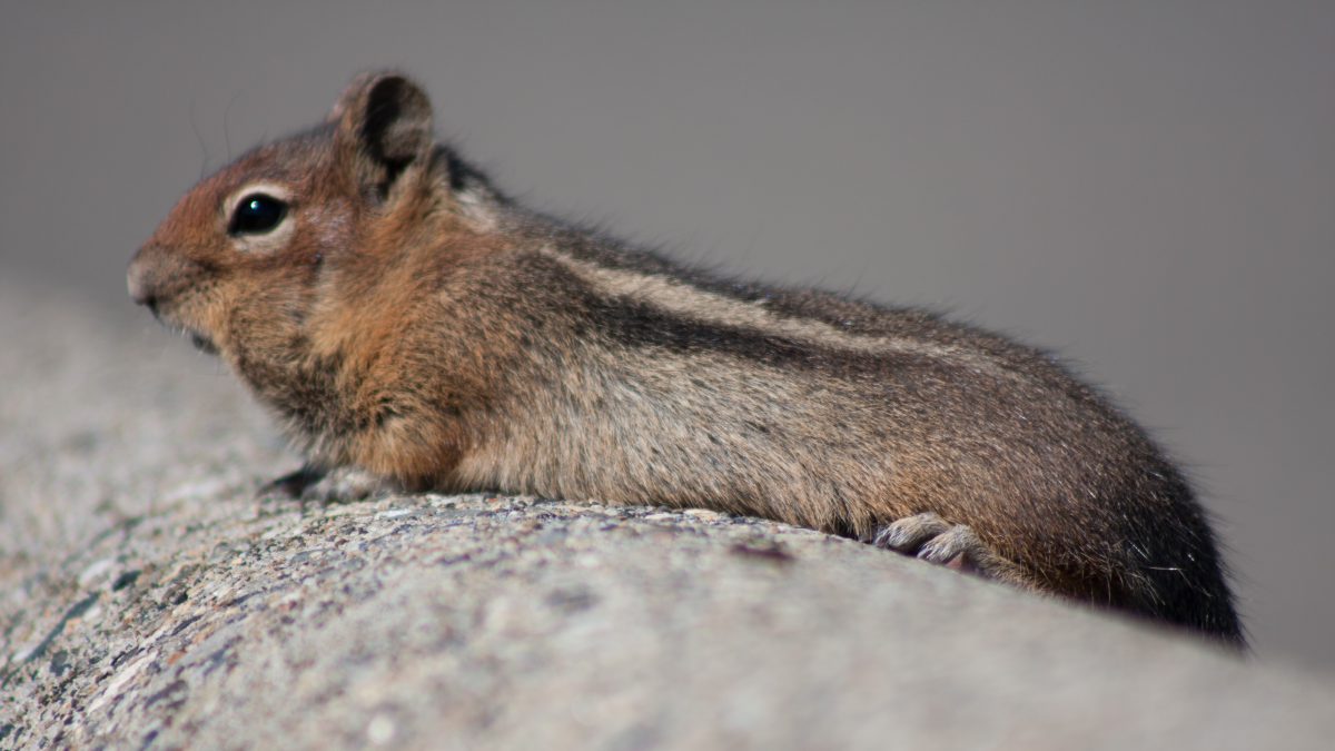 Squerel, portrait, squirrel