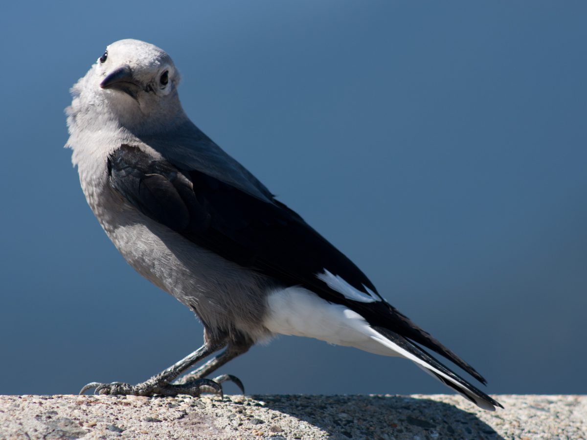 bird, portrait