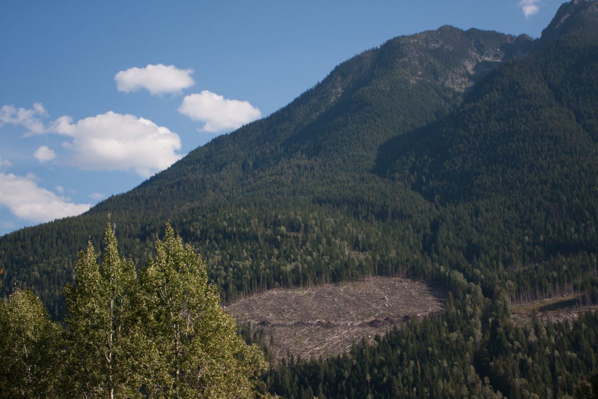 mountain, forest, lumber, cloud