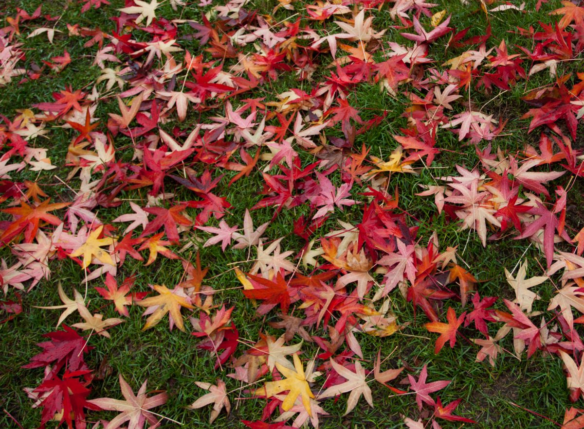 leaf, pattern, many, color