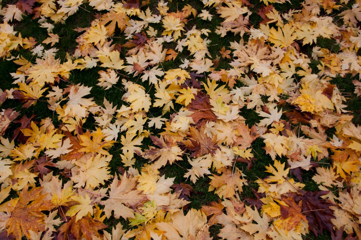 leaf, pattern, many