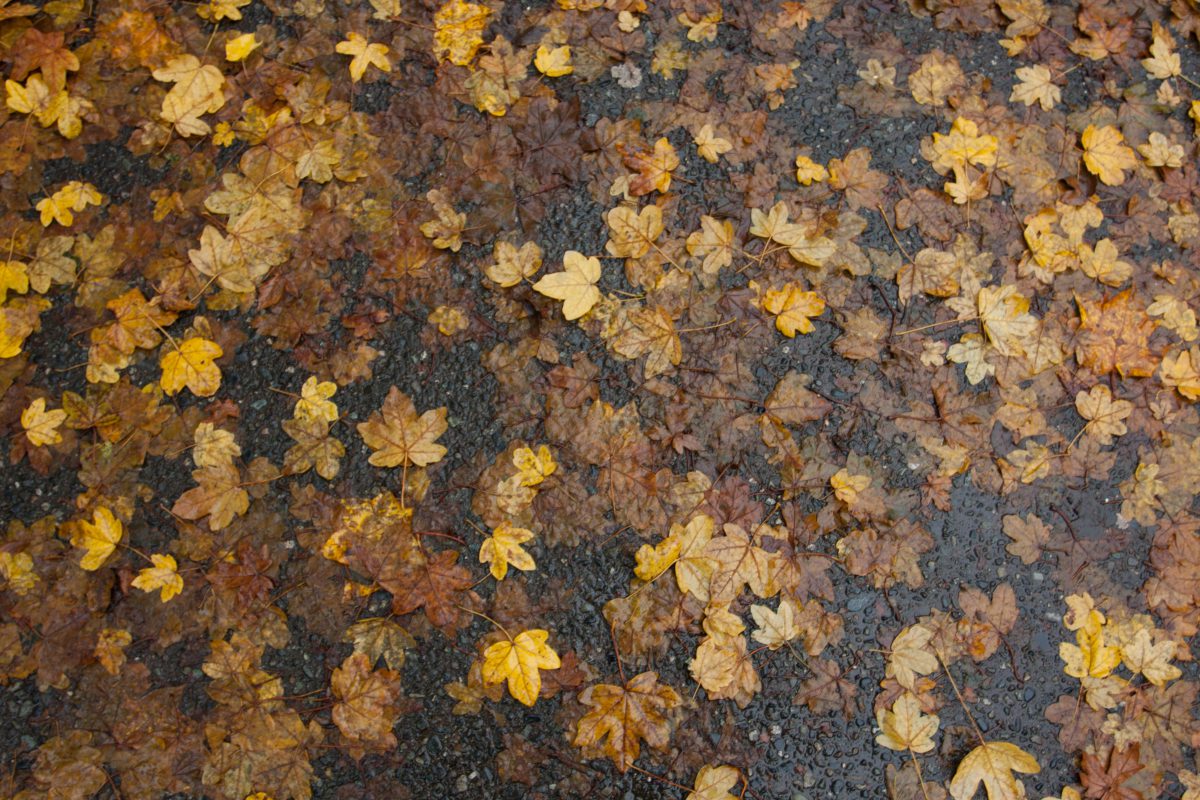 leaf, pattern, many