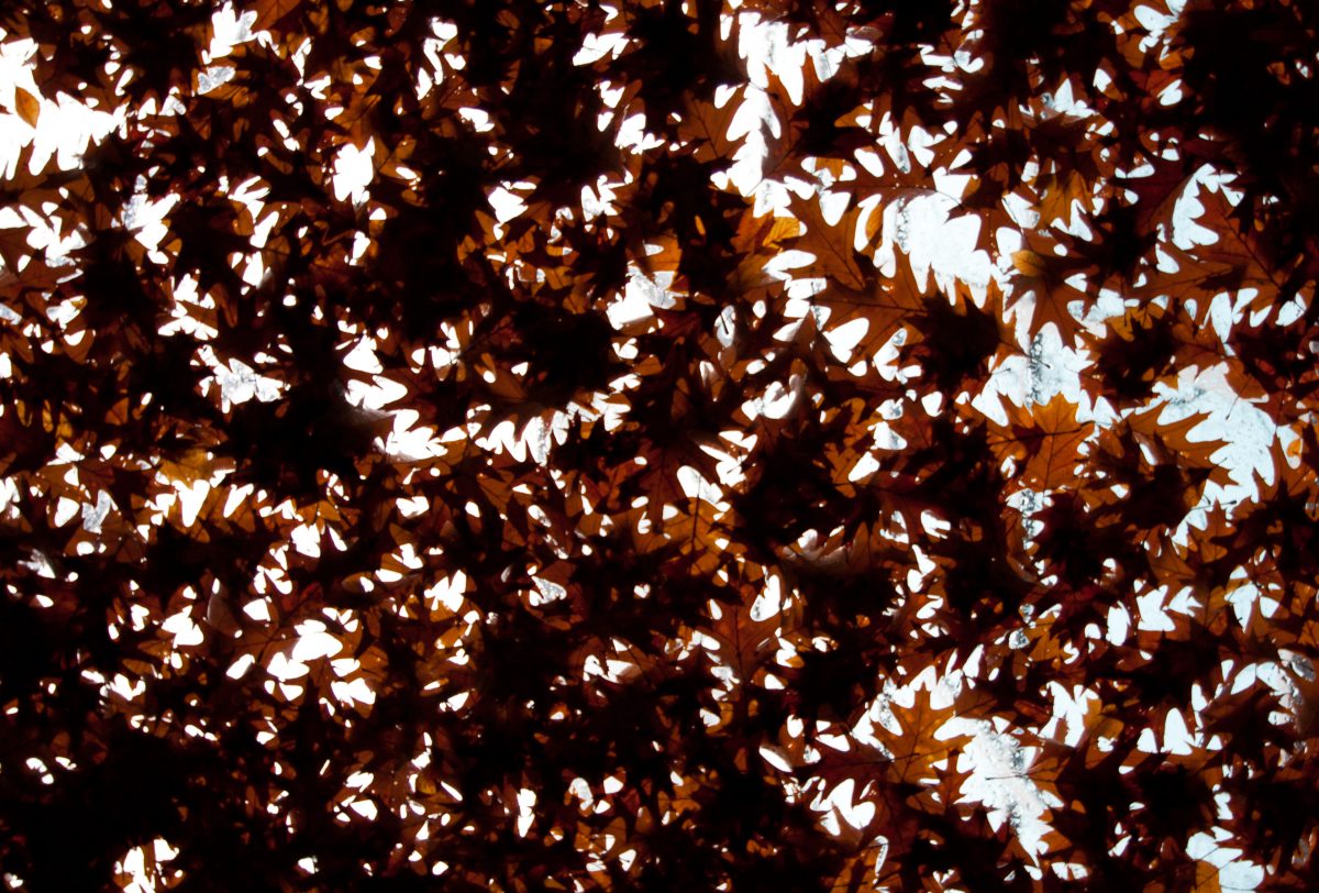 leaf, pattern, glass, sky, many