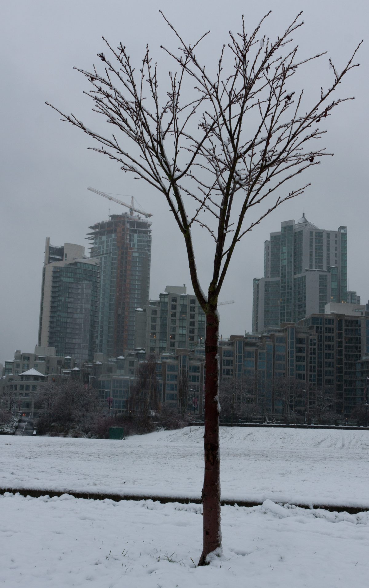 snow, city, tree