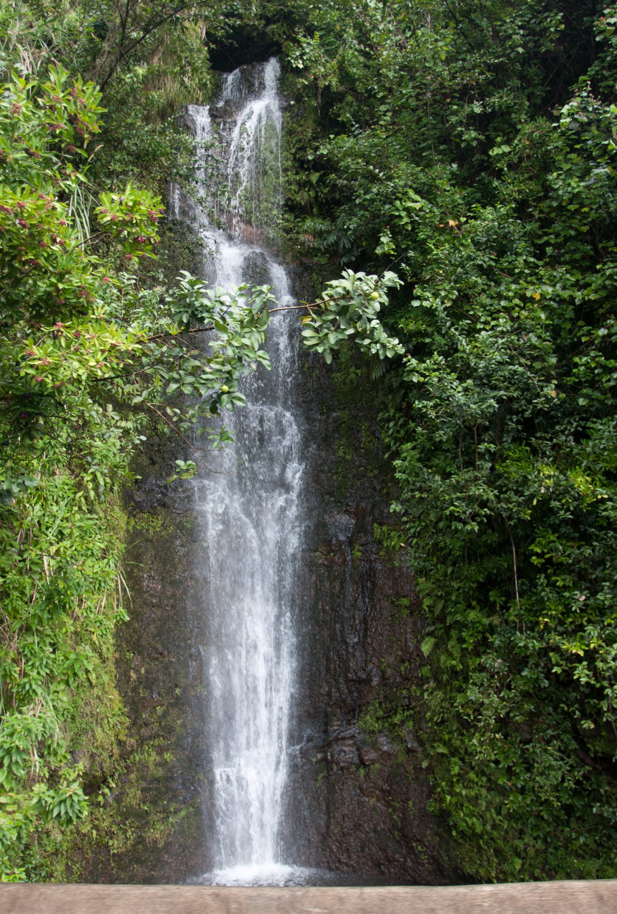 Kipahulu, forest, tree, waterfall