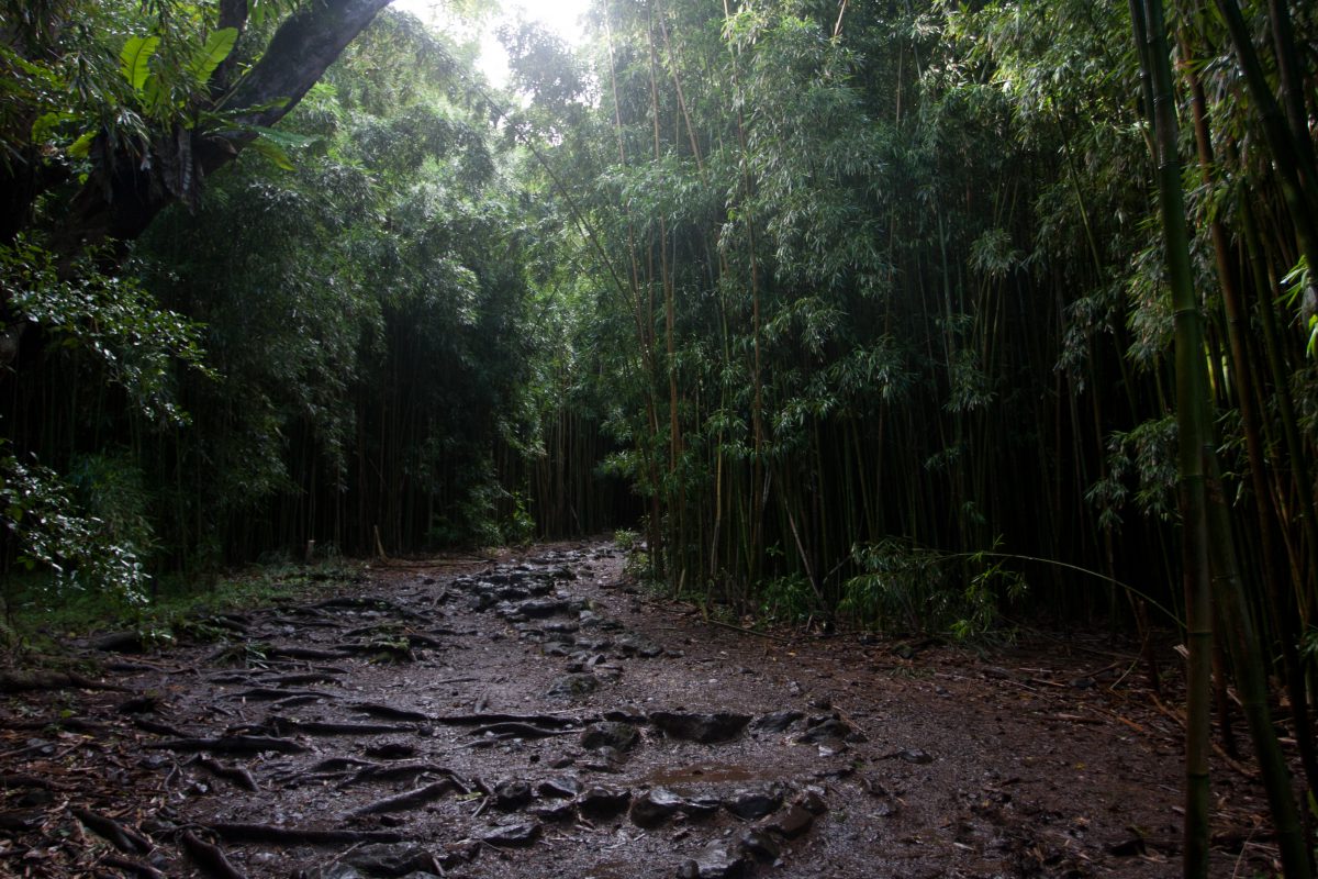 Kipahulu - Bamboo forest, forest, tree, trail, bamboo