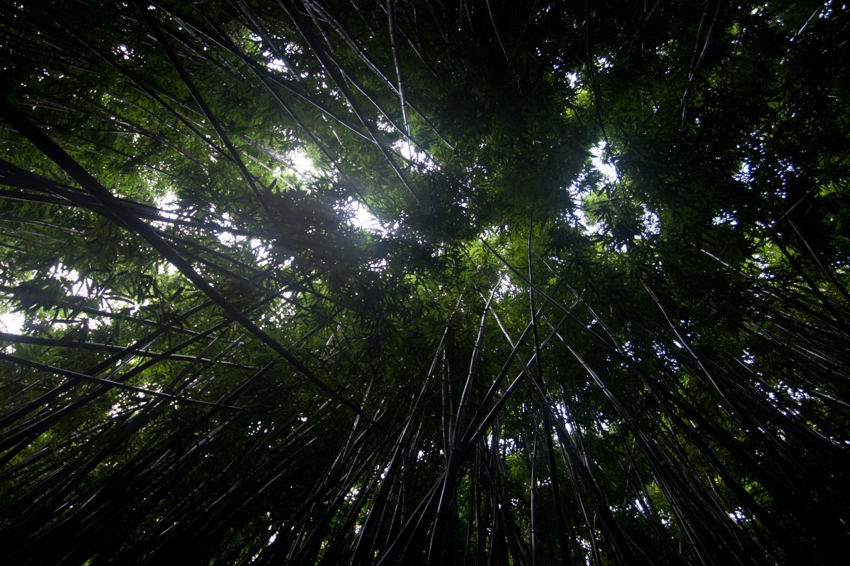 Kipahulu - Bamboo forest, forest, tree, bamboo