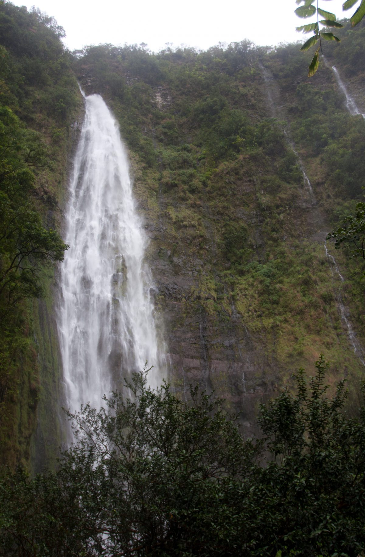 Kipahulu - Waimoku falls, forest, tree, waterfall, rain