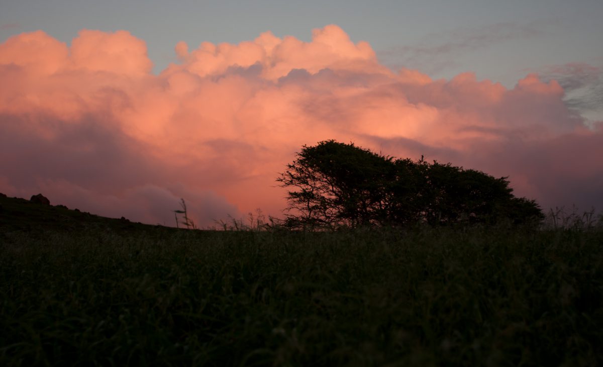 sky, cloud, tree, sunset, view