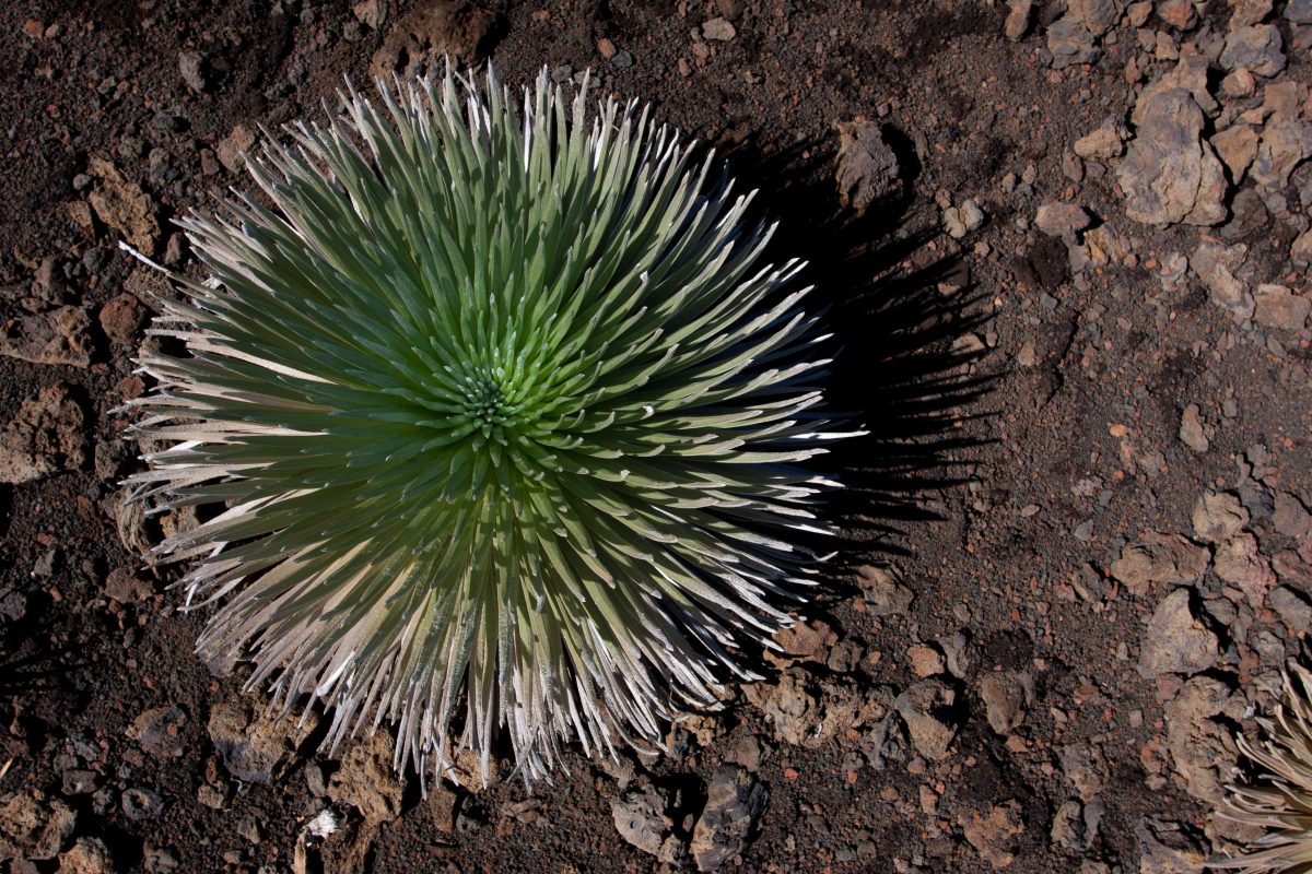 Haleakala, plant