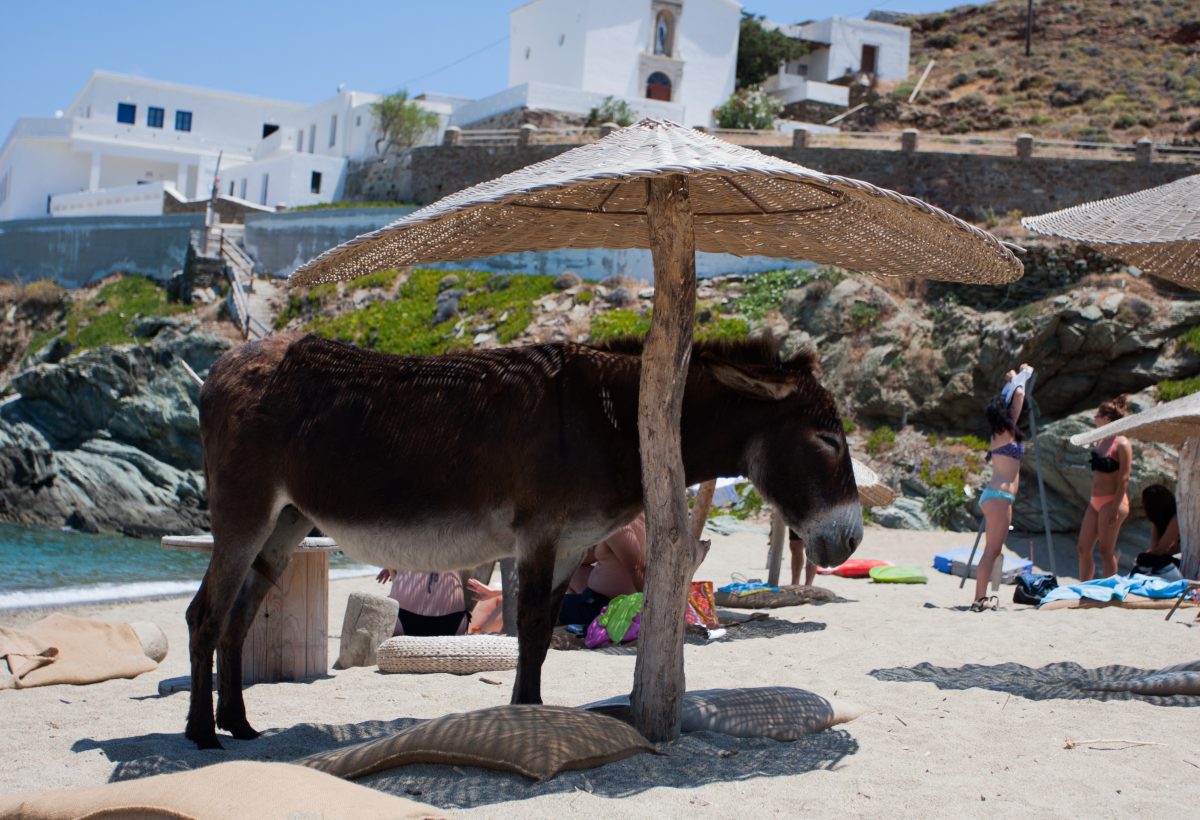sea, beach, donkey, animal, umbrella