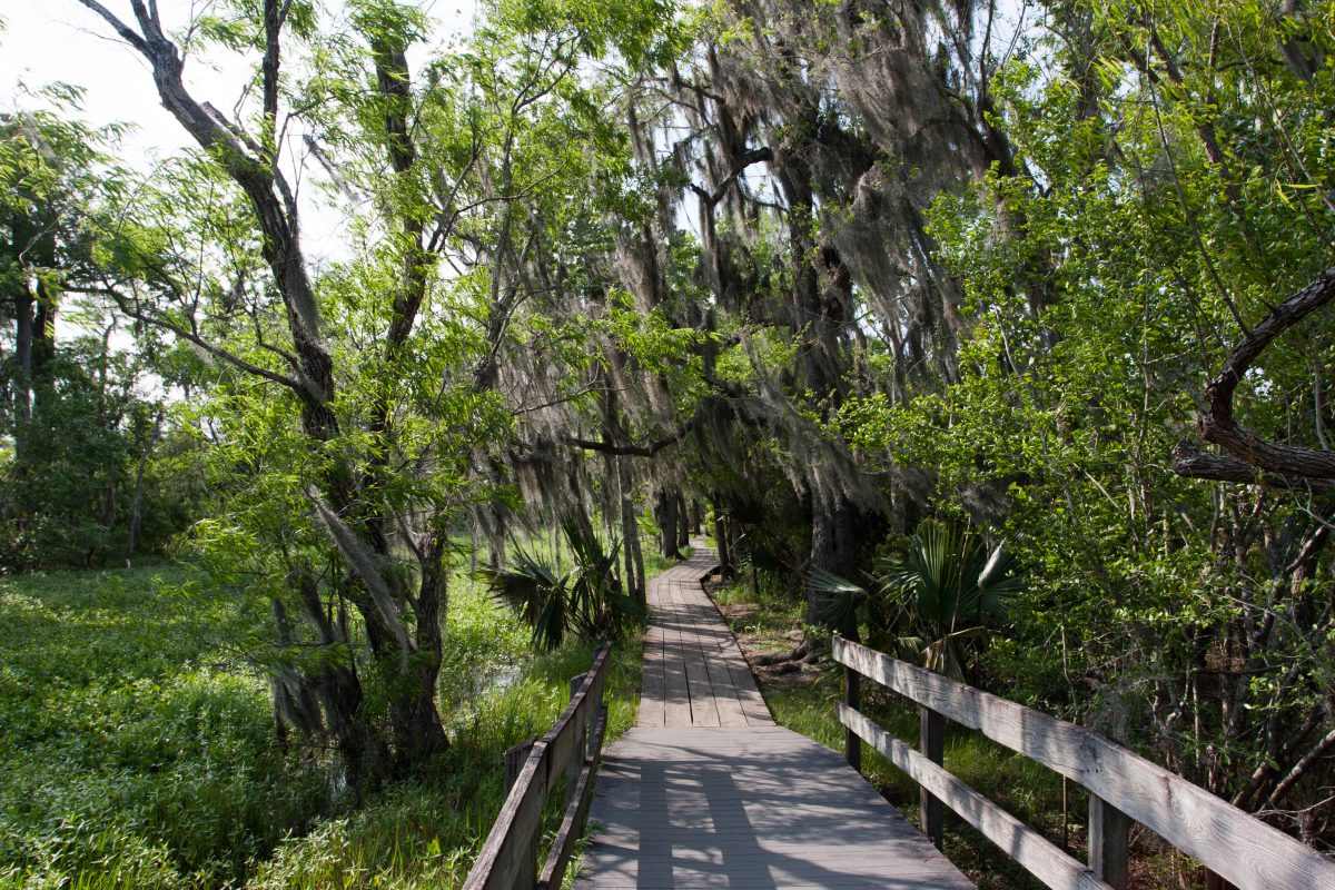 tree, bridge, swamp, forest