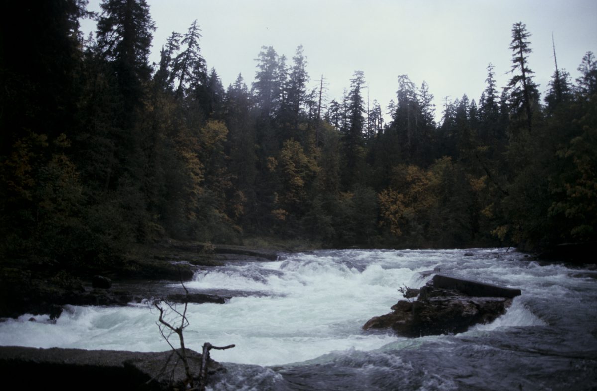 River - with Salmons swimming upstream, forest, river